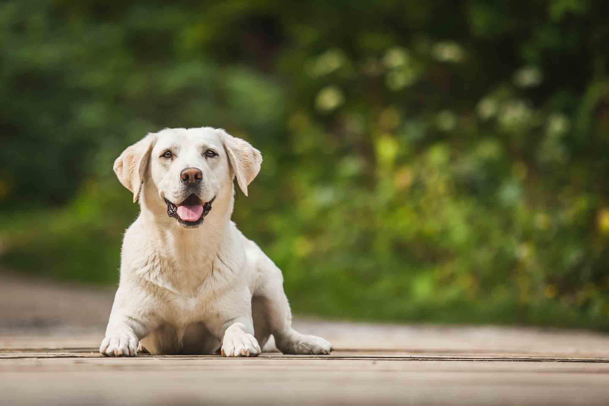 A labrador sitting outdoors - with professional labrador training in Raleigh / Cary, NC from Dog Training Elite, your labrador will be a great companion.