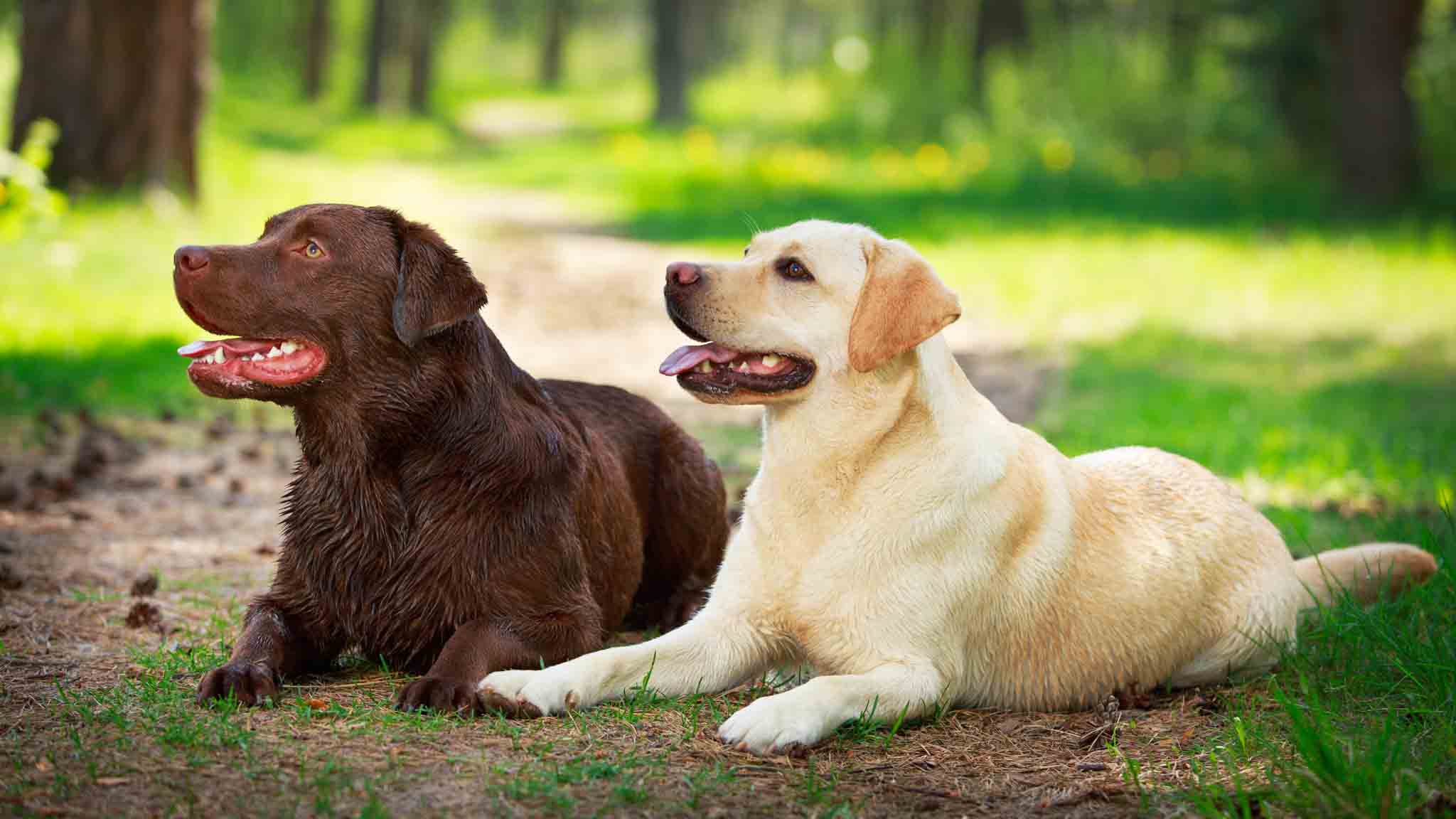 An image of two labradors - Dog Training Elite offers labrador training in Katy, TX for puppies and adult dogs.