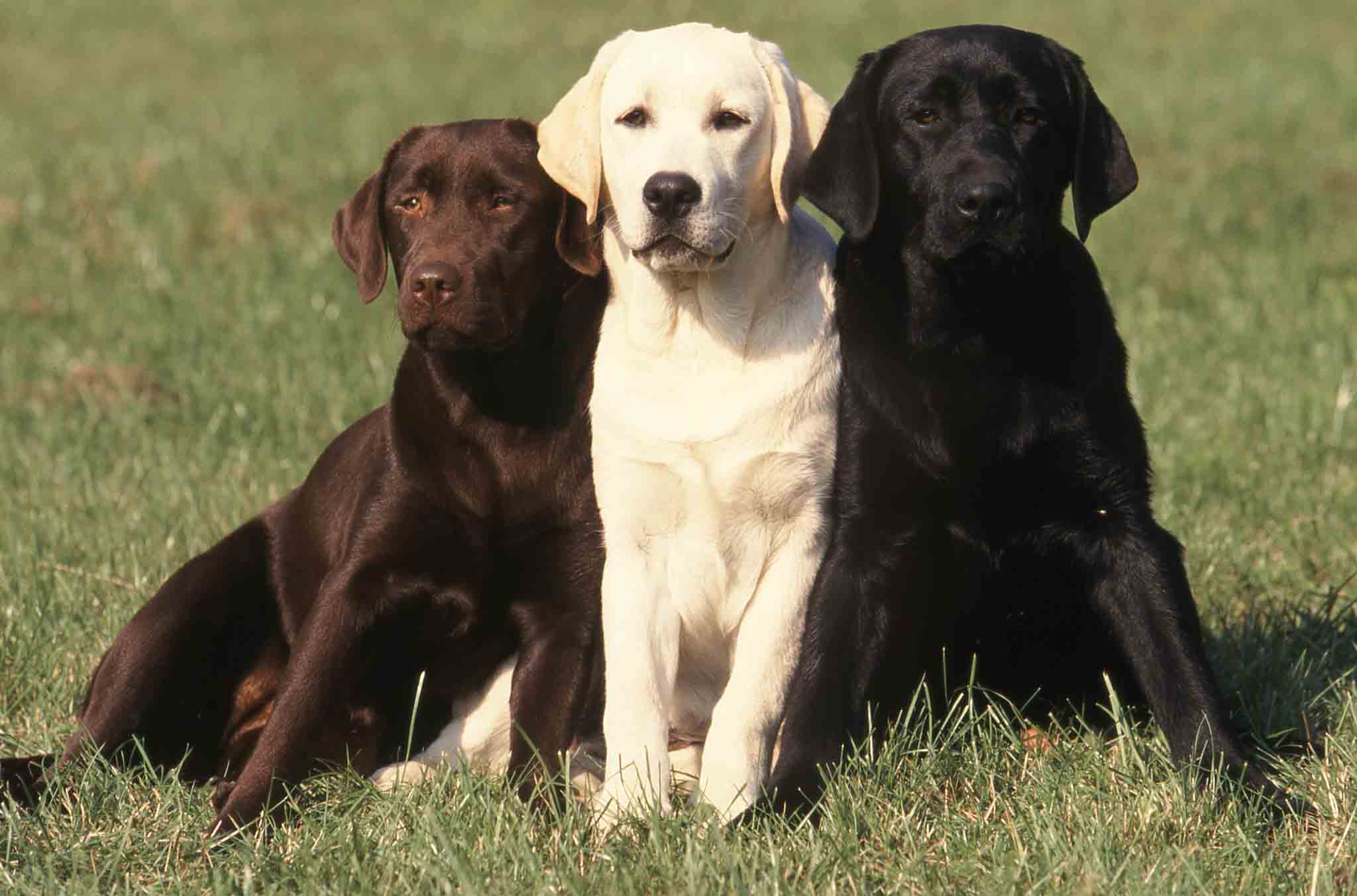 Three labrador dogs of different coat colors - contact Dog Training Elite for adult or Katy labrador puppy training services.