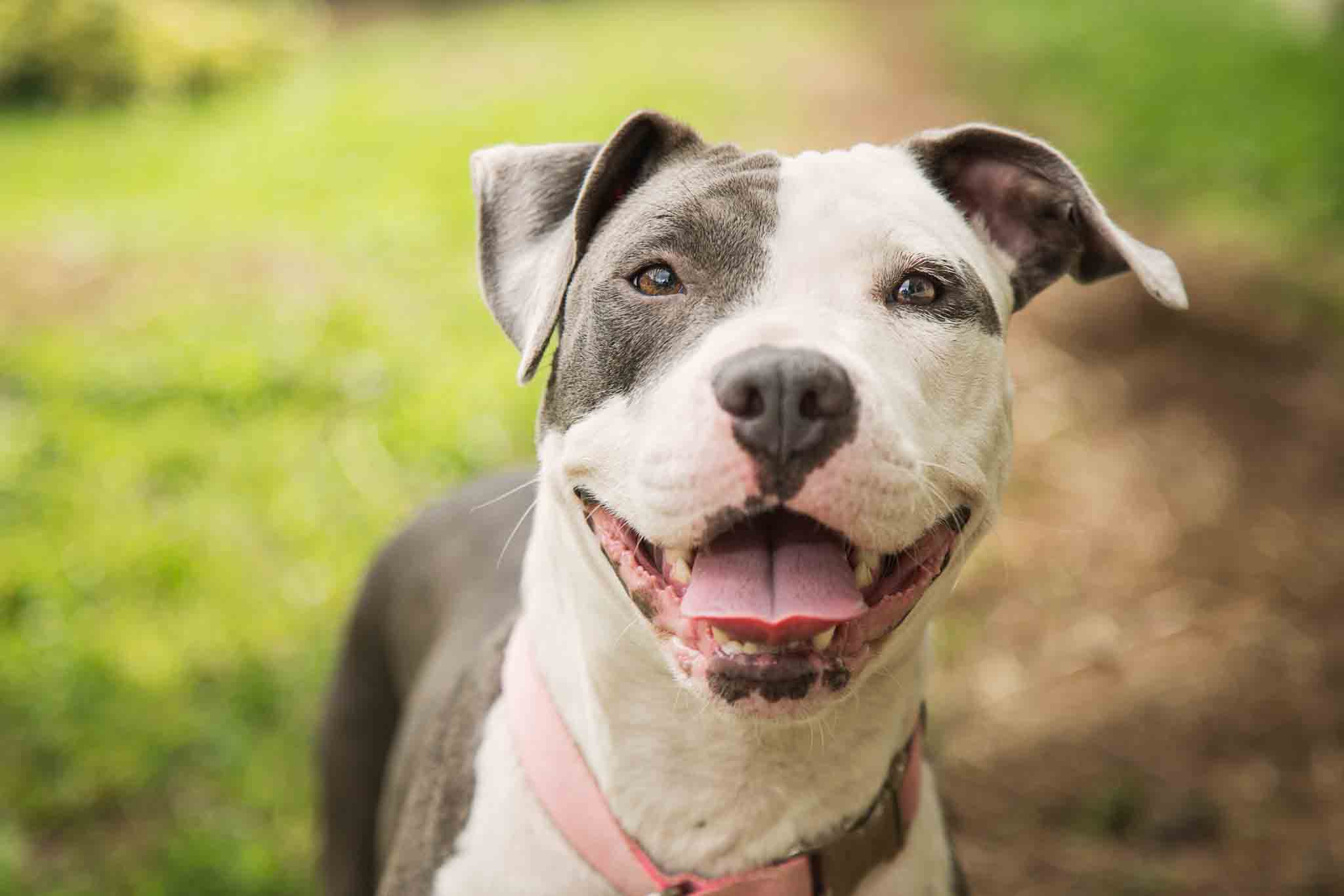 An image of a happy pitbull - contact Dog Training Elite for your pitbull training in Raleigh / Cary, NC.