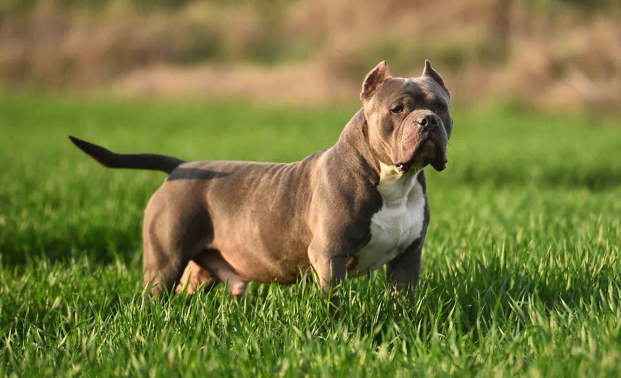 A well-trained pitbull - contact Dog Training Elite today for Katy pitbull puppy and adult training.