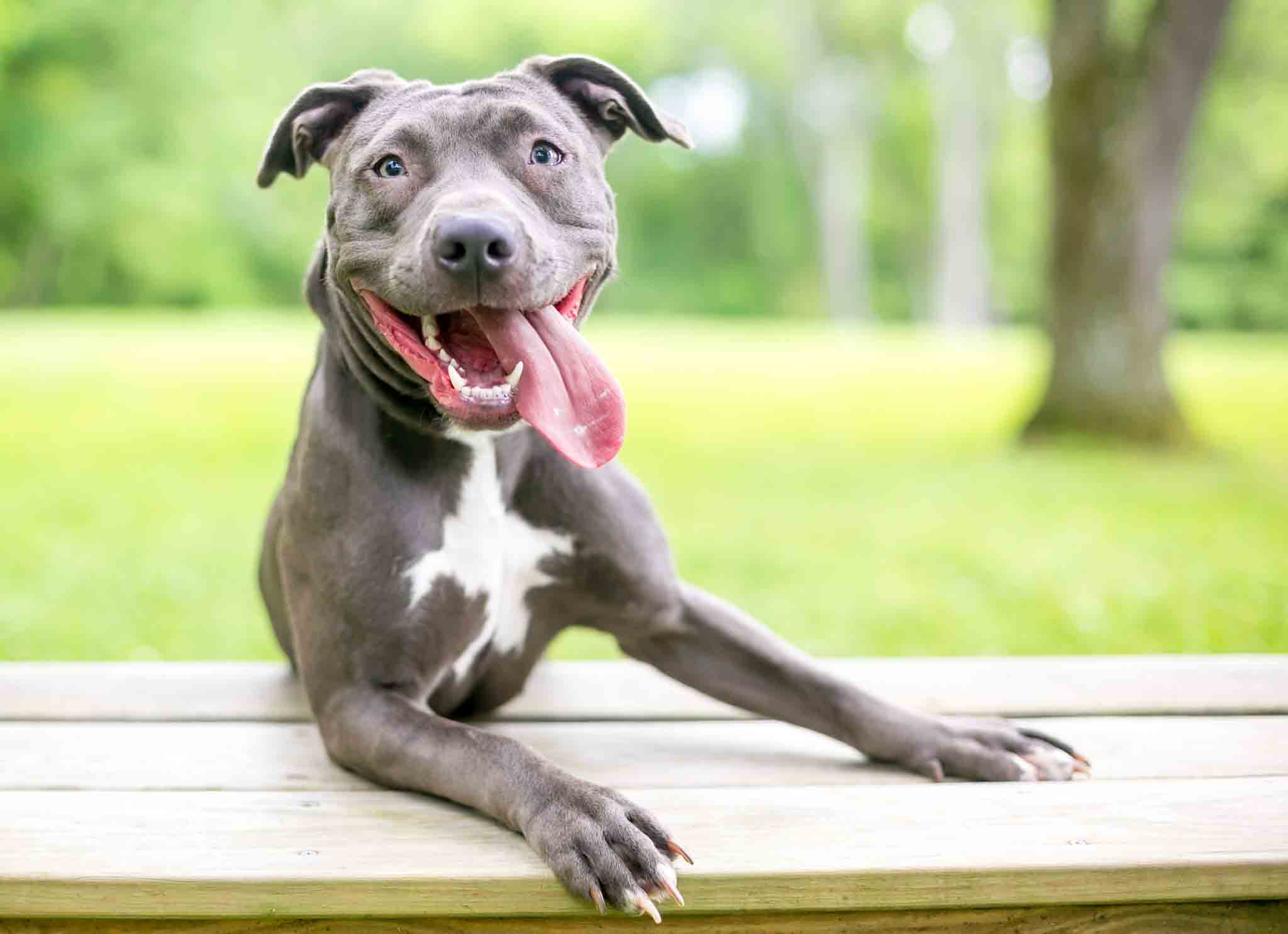 A happy, obedient pitbull with Dog Training Elite Grand Strand training.