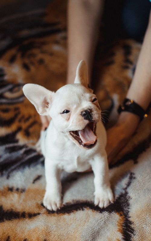 Dog Training Elite offers professional french bulldog training in Louisville.