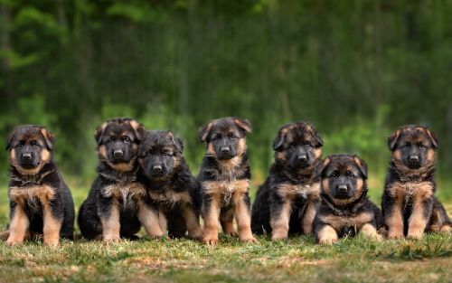 Dog Training Elite offers professional German Shepherd training for puppies and adults near you in Utah County.
