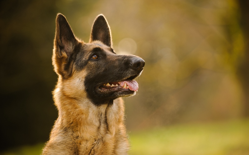 Dog Training Elite has the best dog trainers near you for service dog training for german shepherds.