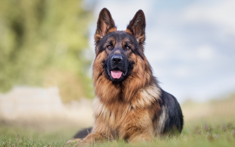 Dog Training Elite offers expert german shepherd dog training programs near you.
