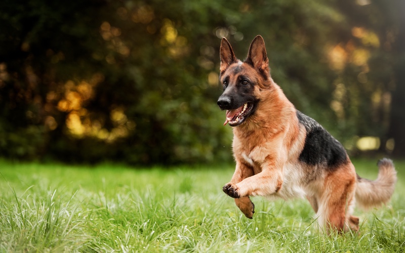 A dog trained by the experts at Dog Training Elite in Glendale / Peoria, AZ runs happily through a park.