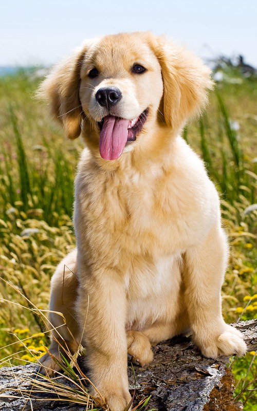 Dog Training Elite offers professional Golden Retriever puppy training near you in Kenosha & Racine.