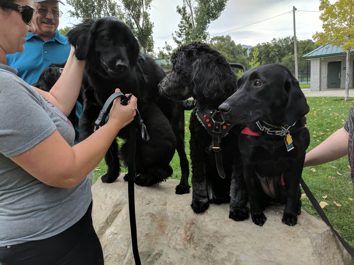 Three dogs sitting on a bench who are ready for group training with the experts at Dog Training Elite Katy.