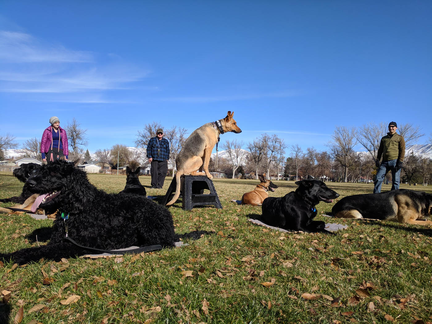 A goup of dogs training at a park in Carmel / Fishers, IN.