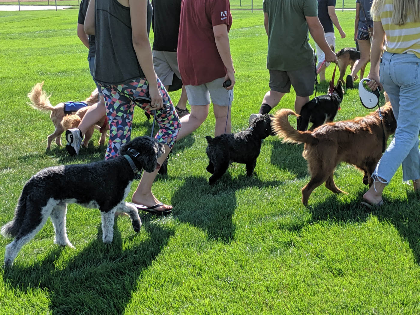 A group of well-trained dogs walking at one of Dog Training Elite's dog training classes in Myrtle Beach, SC.