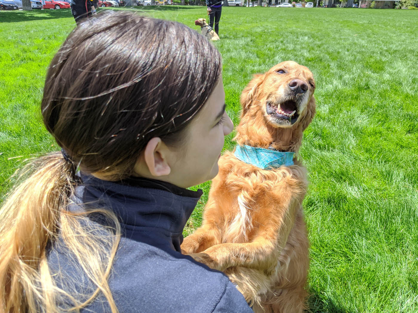 A golden retriever playing with its owner during a class in Katy, TX.