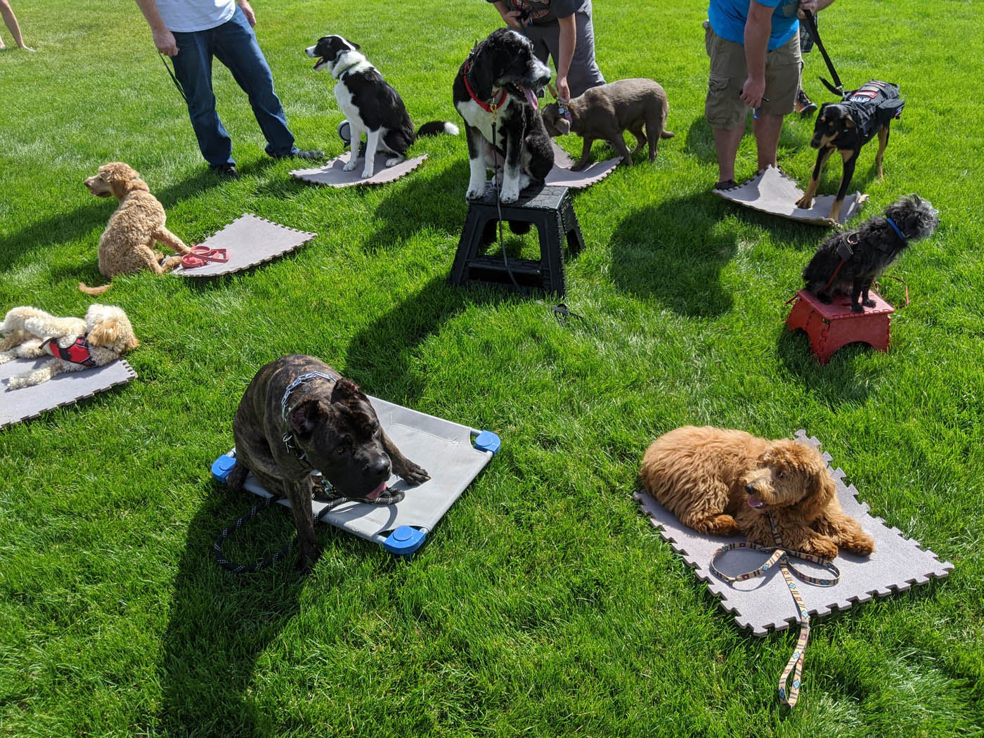 A picture of a group dog training from Dog Training Elite.