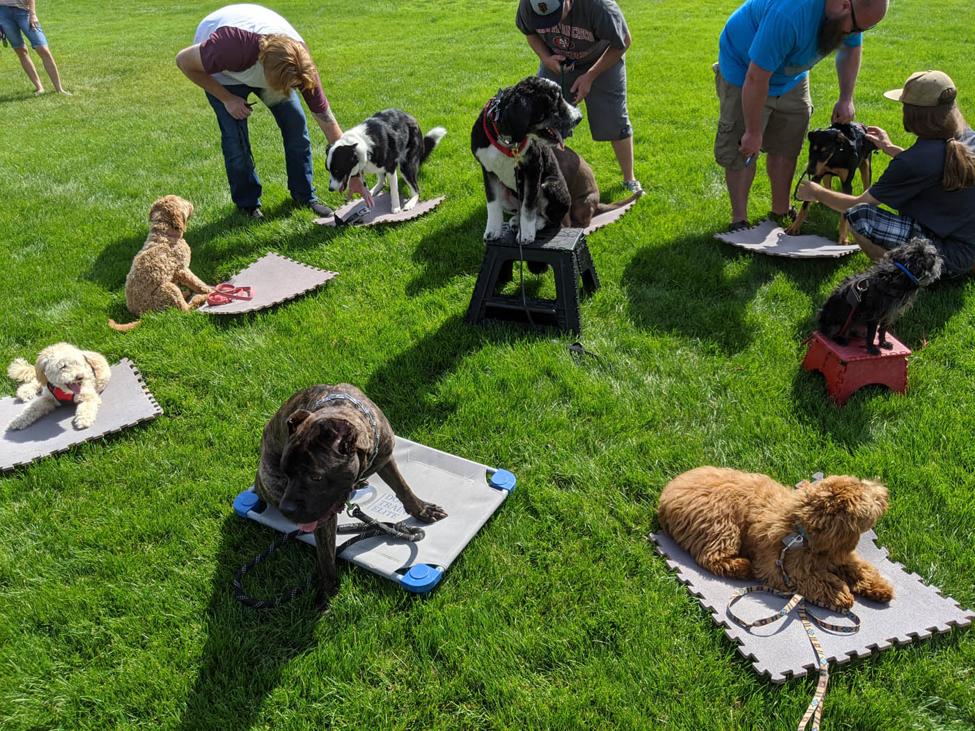 A group of dogs at our Pensacola dog socialization classes.