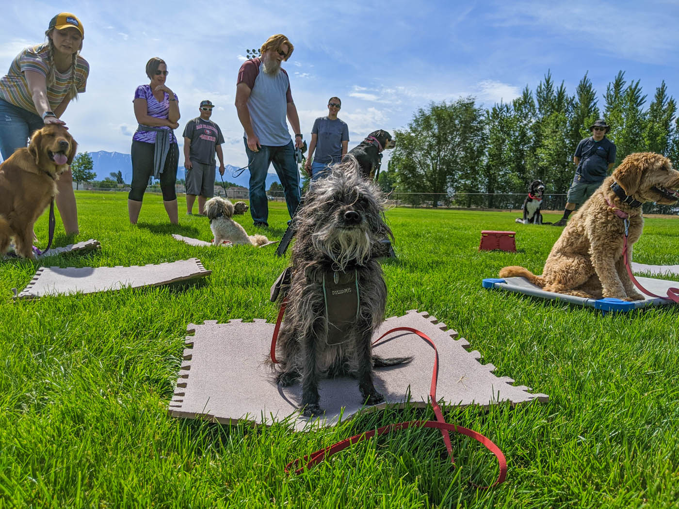 A proud, obedient dog with receiving expert training at a Dog Training Elite Pittsburgh outdoor class.