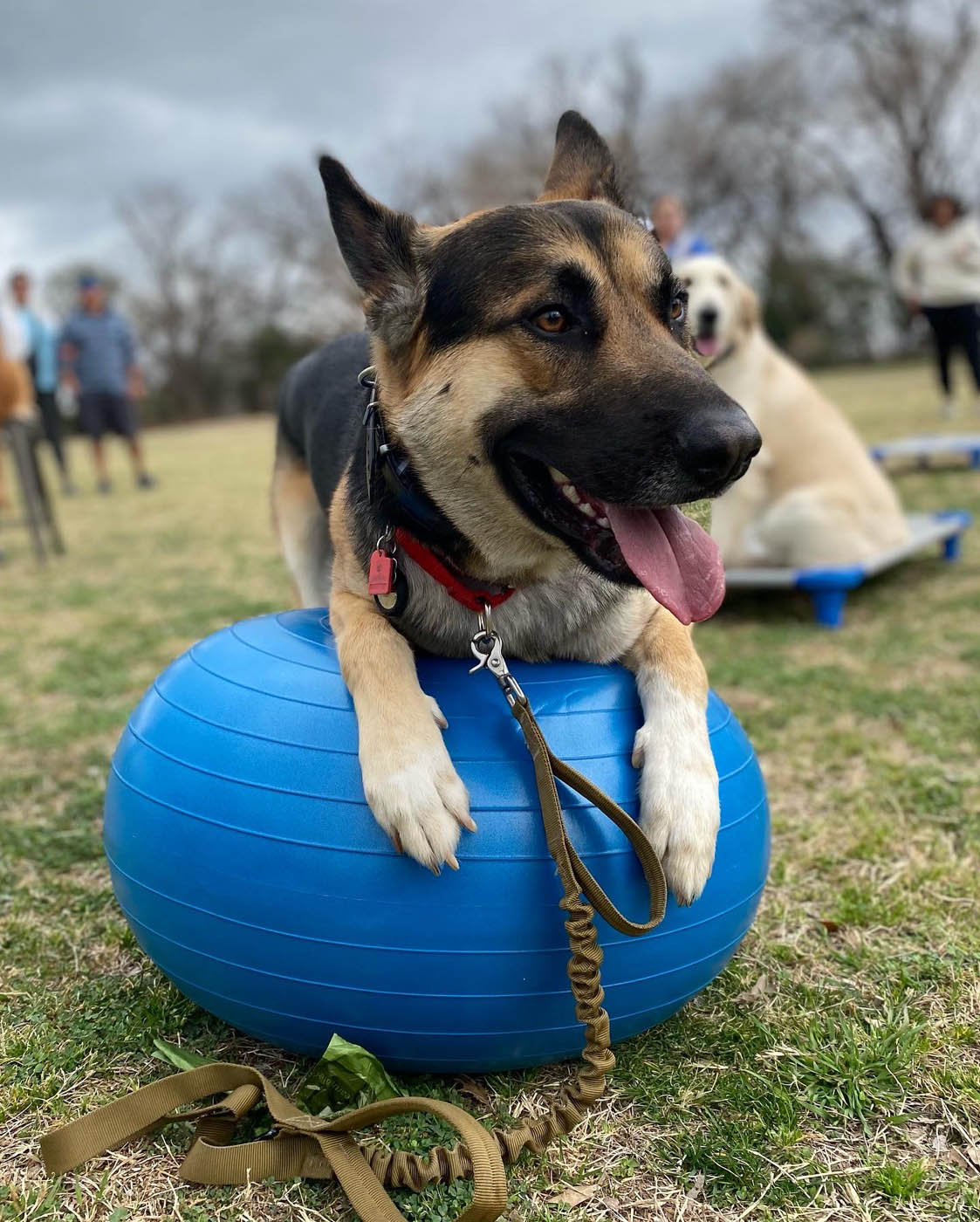 A german sheperd dog sitting on a blue ball in Wilmington, NC.