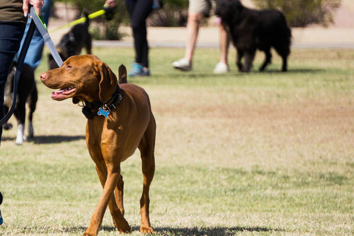 Dog Training Elite Colorado Springs