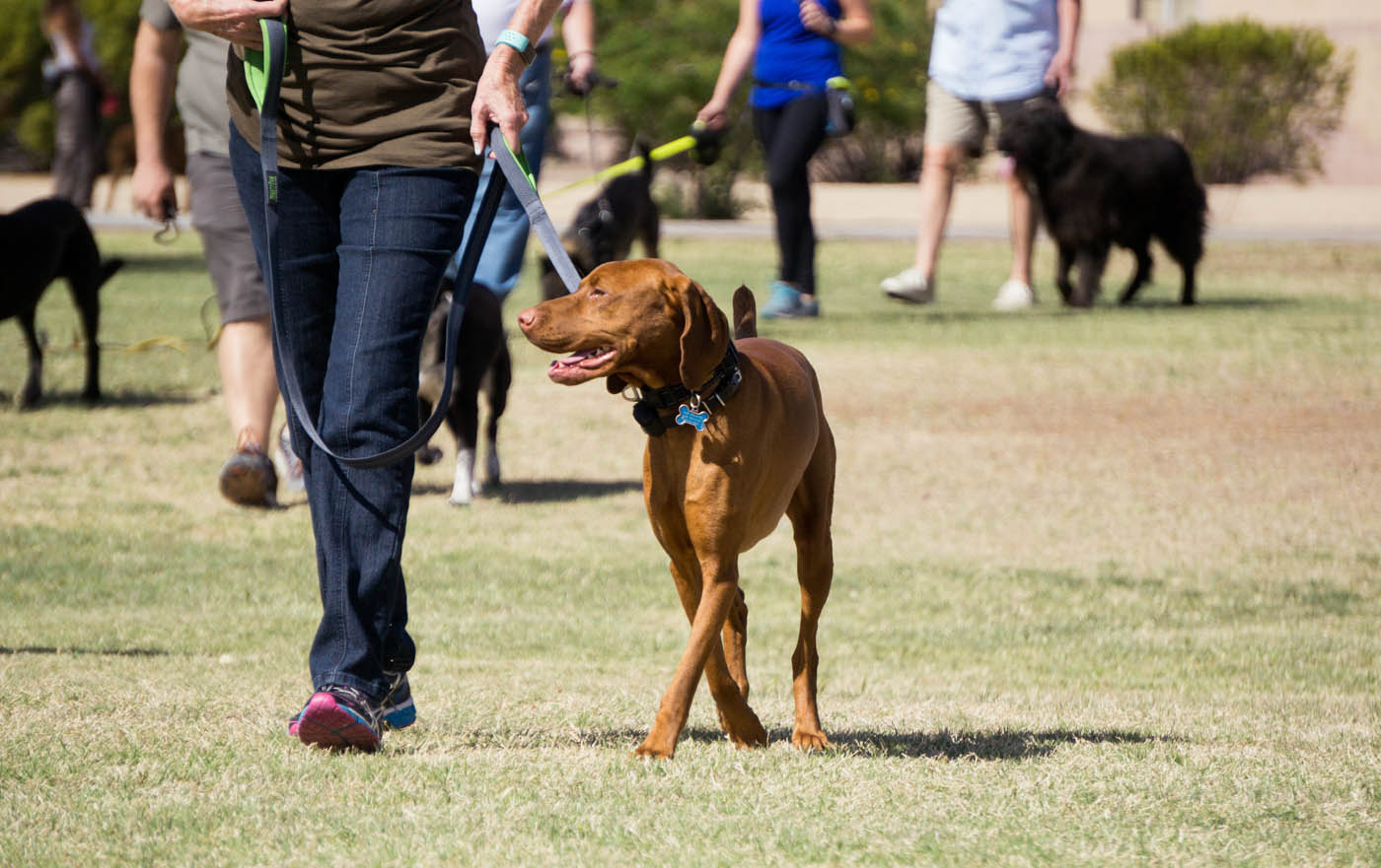 Dog Training Elite Treasure Coast / North PB County - 