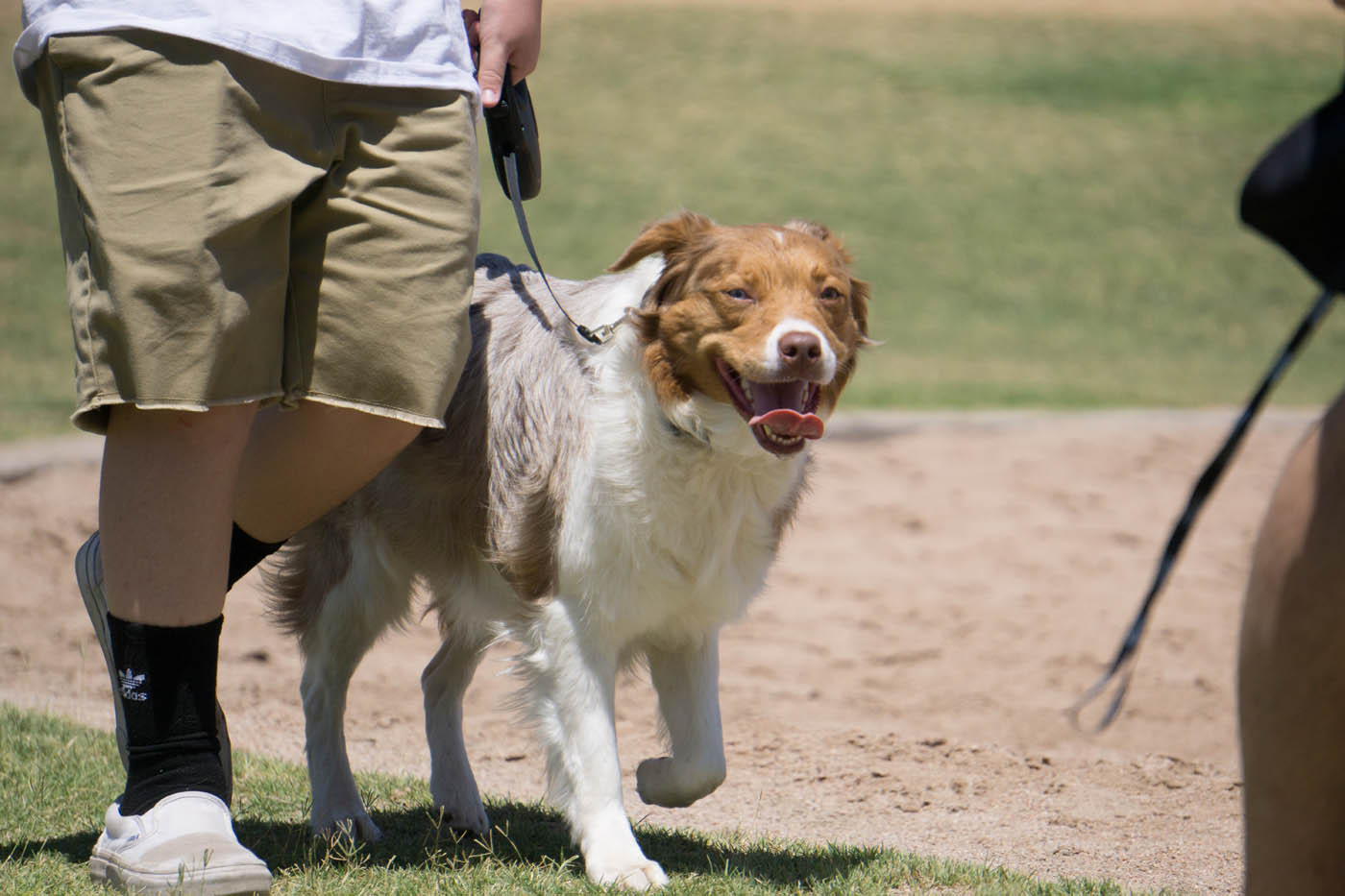 Dog Training Elite St. Petersburg - Classical Conditioning Dog Training in St. Petersburg, FL. DTE