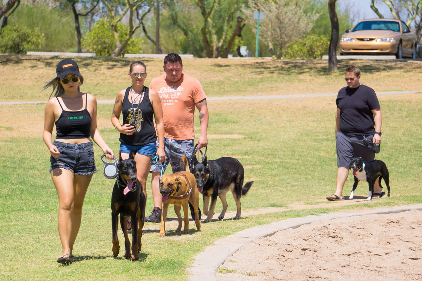 Dog Training Elite Northeast Ohio - Group Class Dog Training in Cleveland, OH. DTE