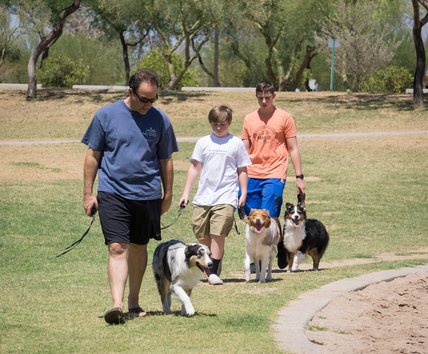 A group of dogs being trained by the experts at Dog Training Elite New Orleans.