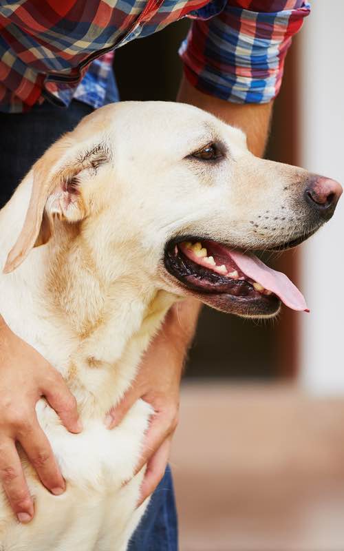 Dog Training Elite West ﻿Houston has expert dog trainers near you in The Woodlands that are experienced in a variety of puppy training methods for Labradors.