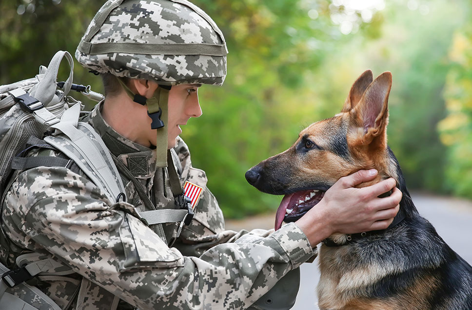 Dog Training Elite trained service dogs for veterans can help them with PTSD and so much more.