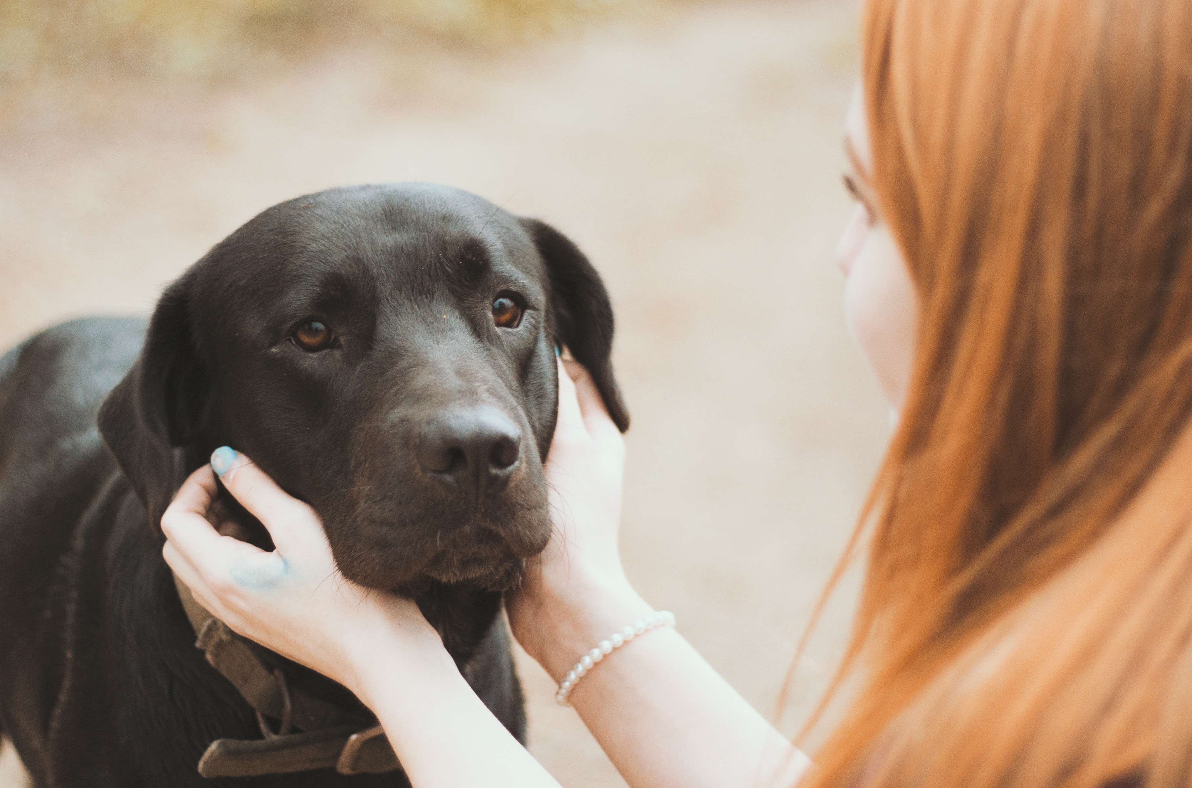 Dog Training Elite has expert dog trainers near you that are experienced in a variety of puppy training methods for Labradors.