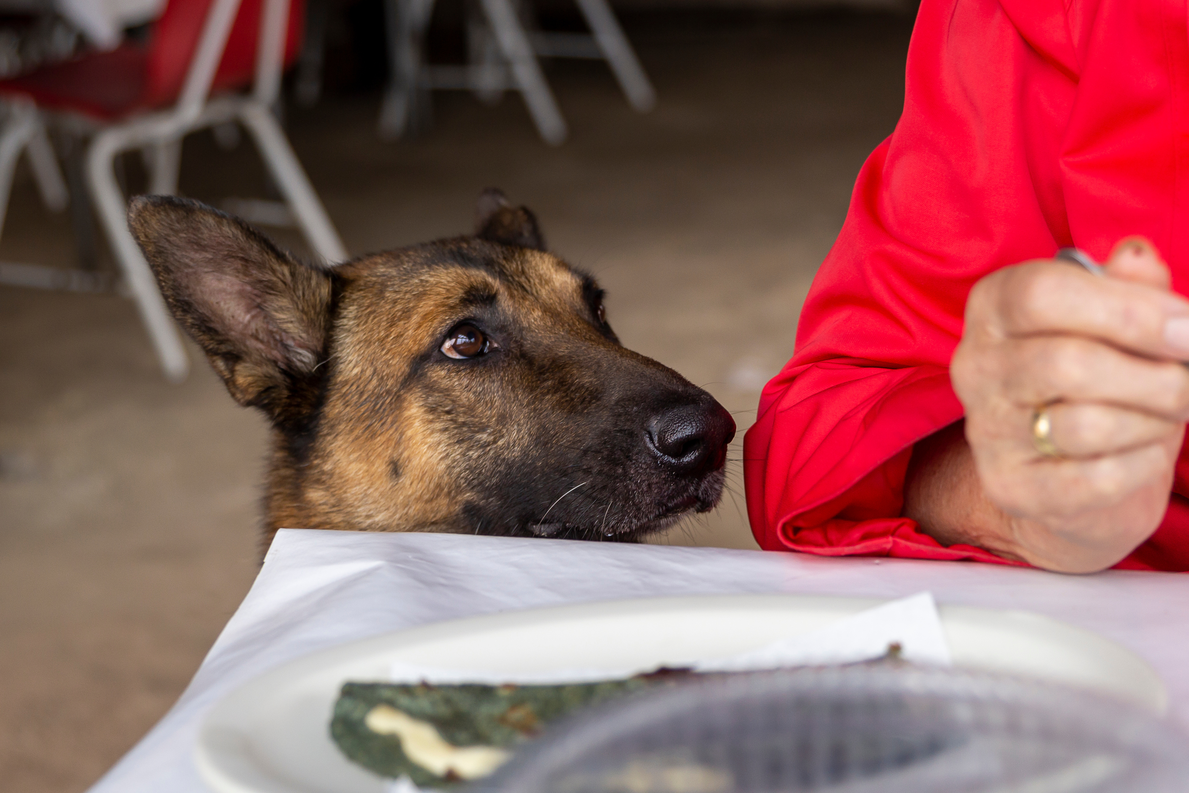 Dog Training Elite in Cincinnati - {meta_title}