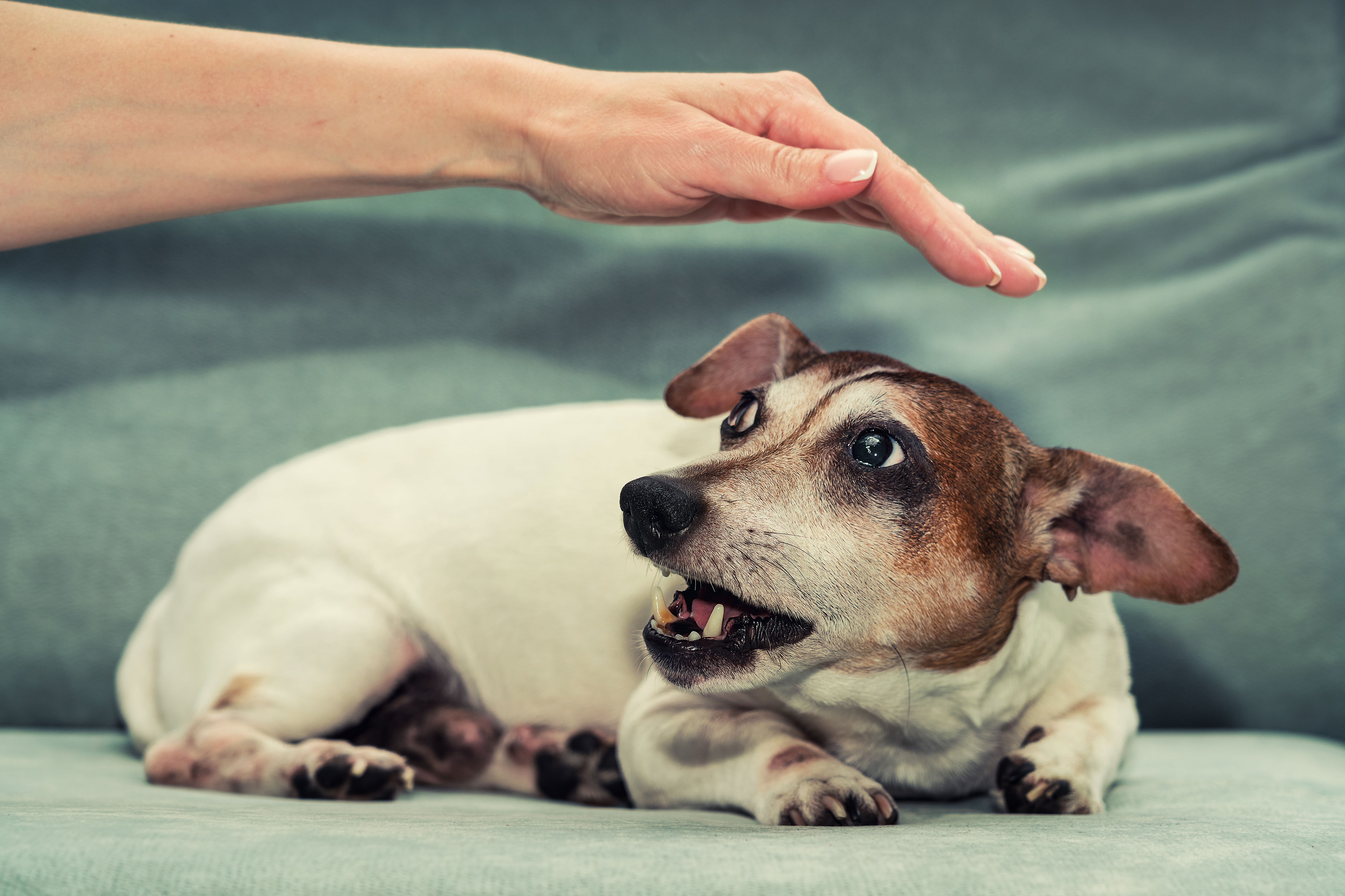 Dog Training Elite Carmel / Fishers - {meta_title}