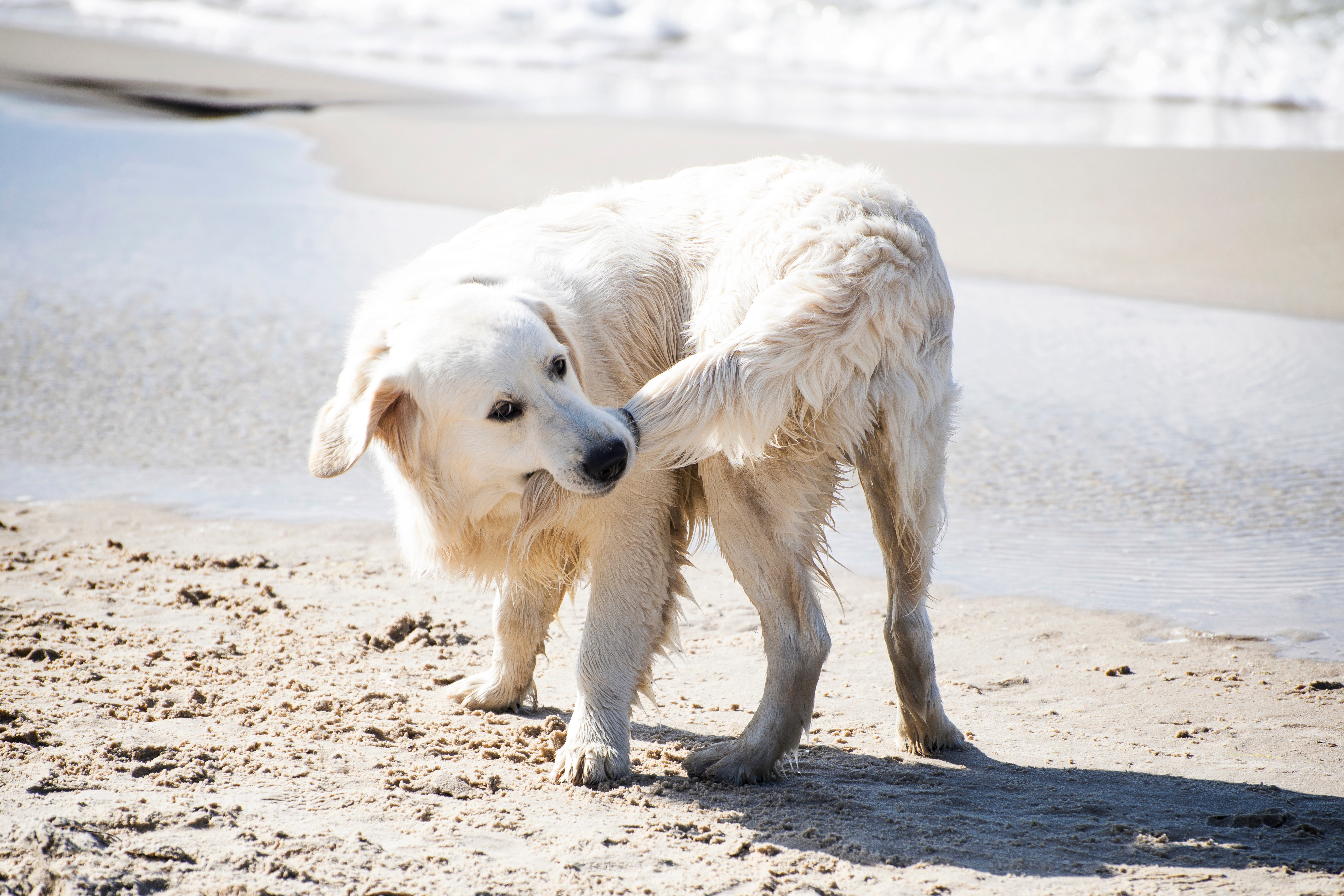 Dog Training Elite in Orlando - {meta_title}