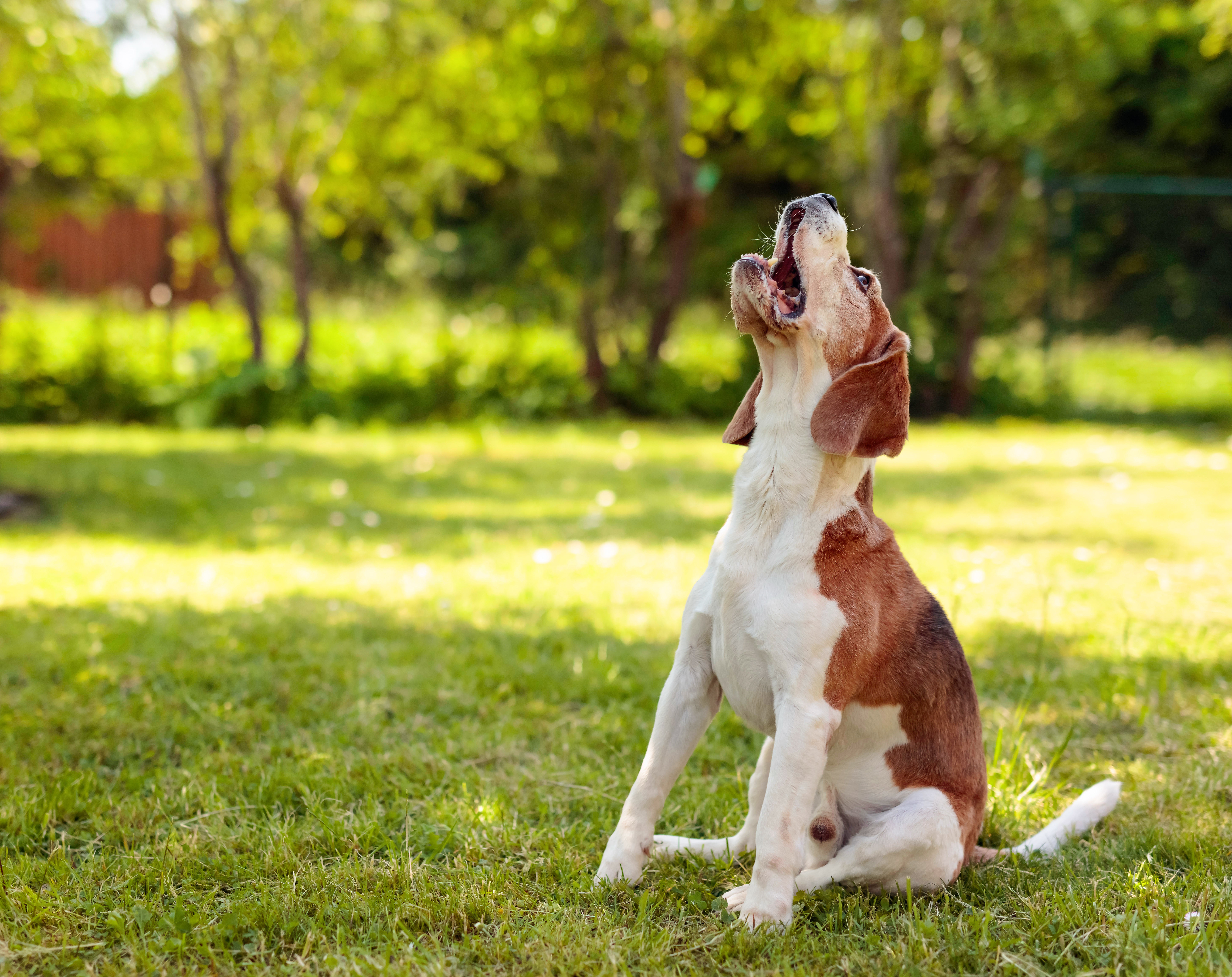 Dog Training Elite in Cincinnati - {meta_title}