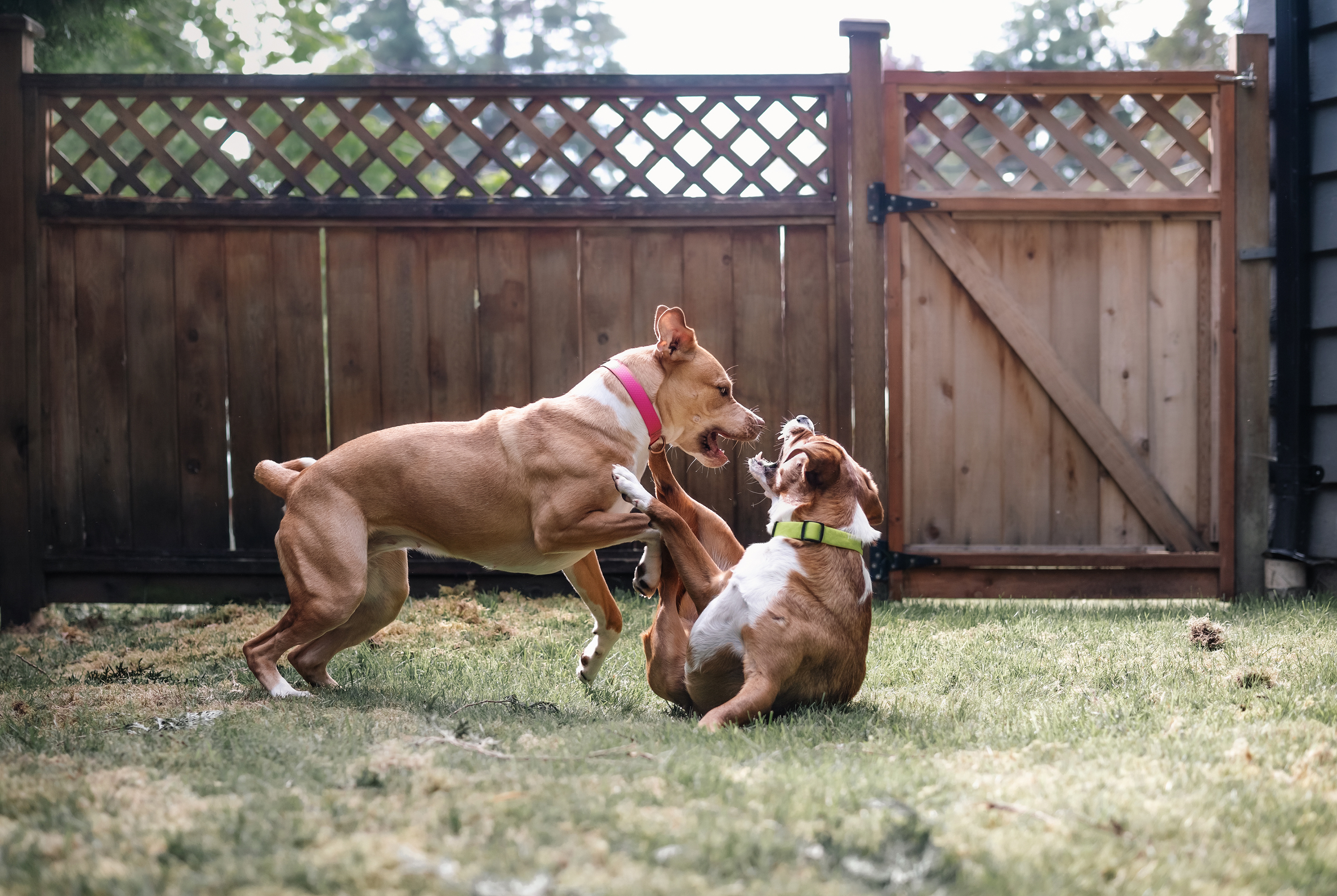 Dog Training Elite in Boston Metro - {meta_title}