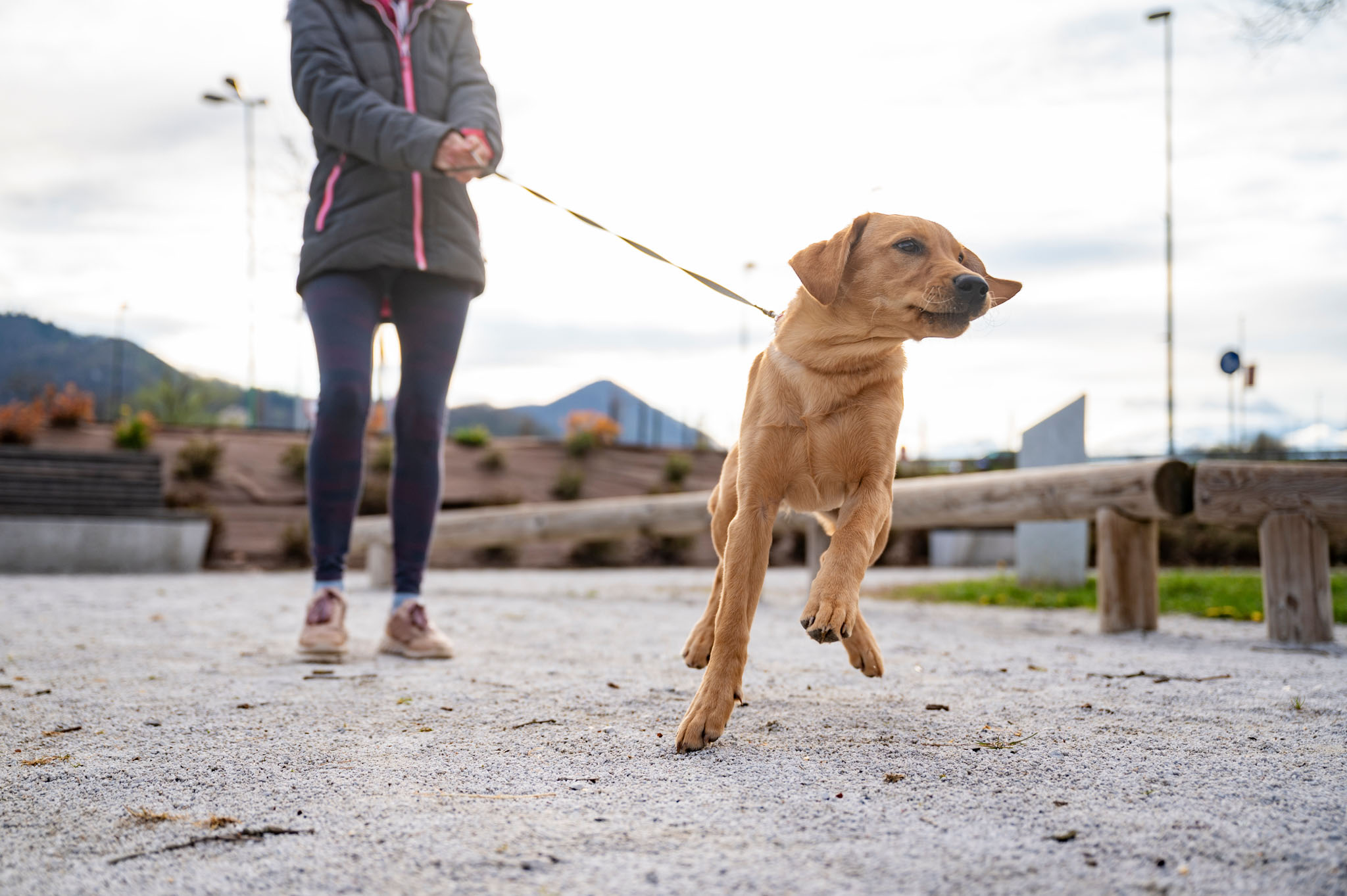 An image of a dog pulling on their leash during a walk.