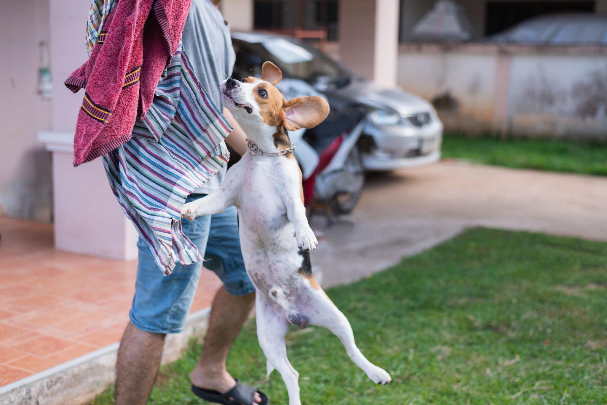 An image of a dog jumping on their owner.