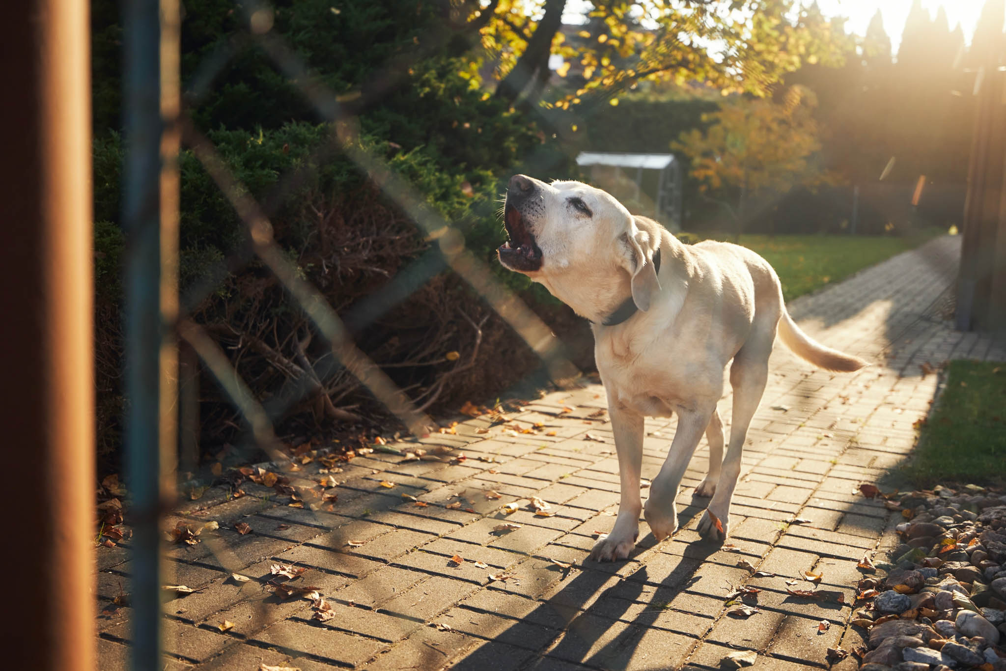 An image of a dog barking.