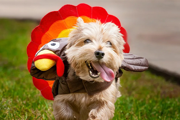 Thanksgiving With Your Dog: Training Tips for a Stress-Free Holiday
