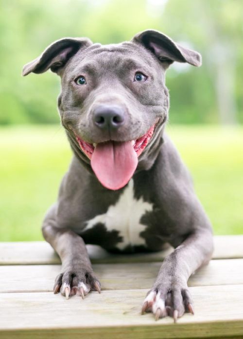 This cute and happy pit bull pup enjoys the outdoors with training from Dog Training Elite.