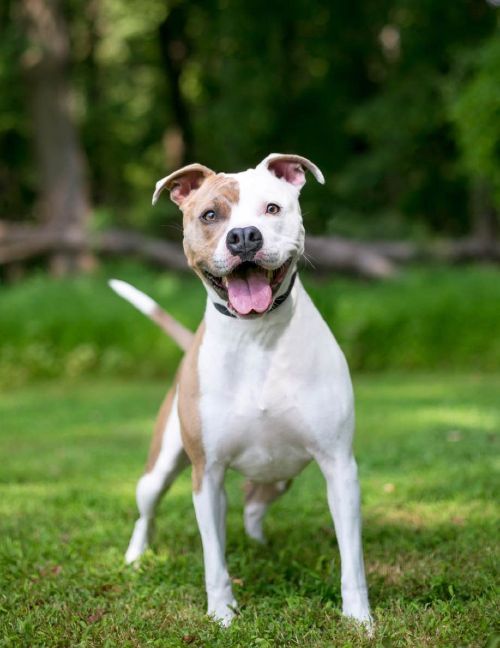This pup is happy and well-behaved thanks to pit bull training in Durham and Chapel Hill with Dog Training Elite.