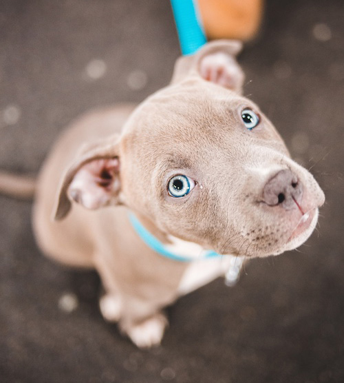 This sweet pit bull pup with big blue eyes is a great family dog thanks to their training with Dog Training Elite.
