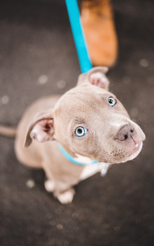 Dog Training Elite offers expert Pitbull dog training near you in Minneapolis / St. Paul.