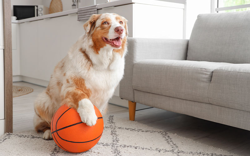 Dog Training Elite Mesa Aussie with basketball 