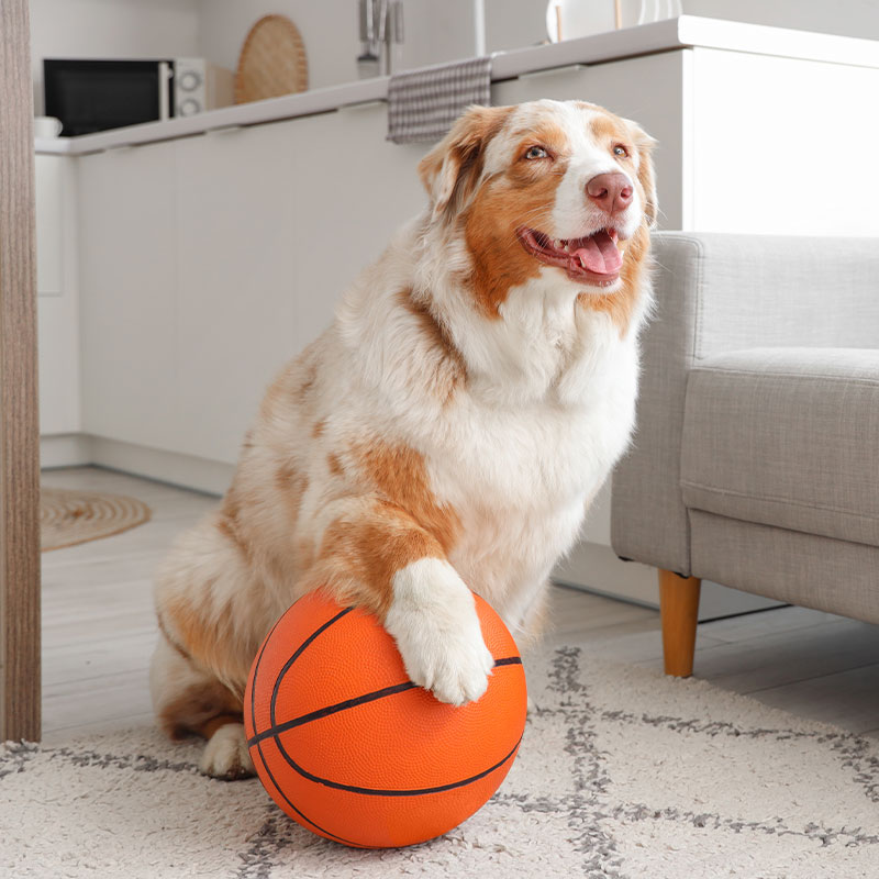 March Madness Dog Trainer Deals 