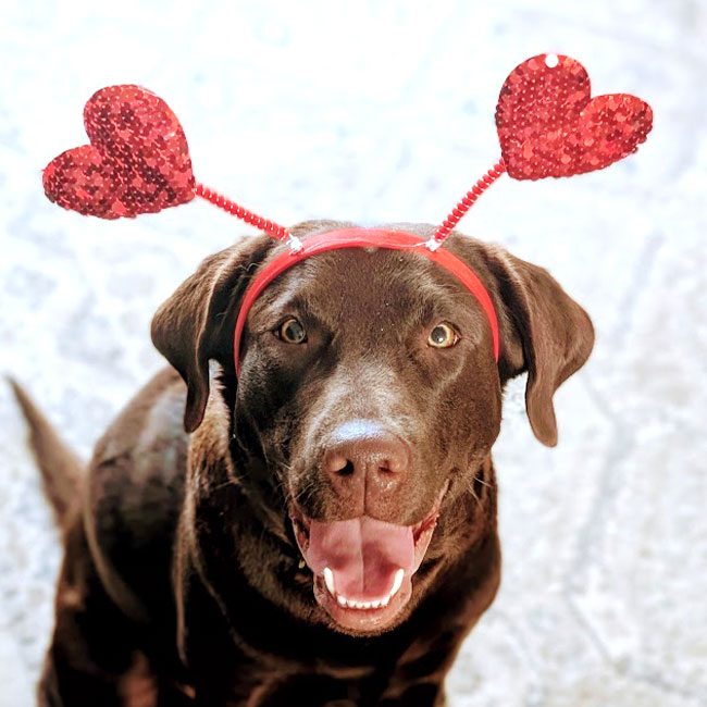 DTE Greater Cincinnati Dog with Heart Headband