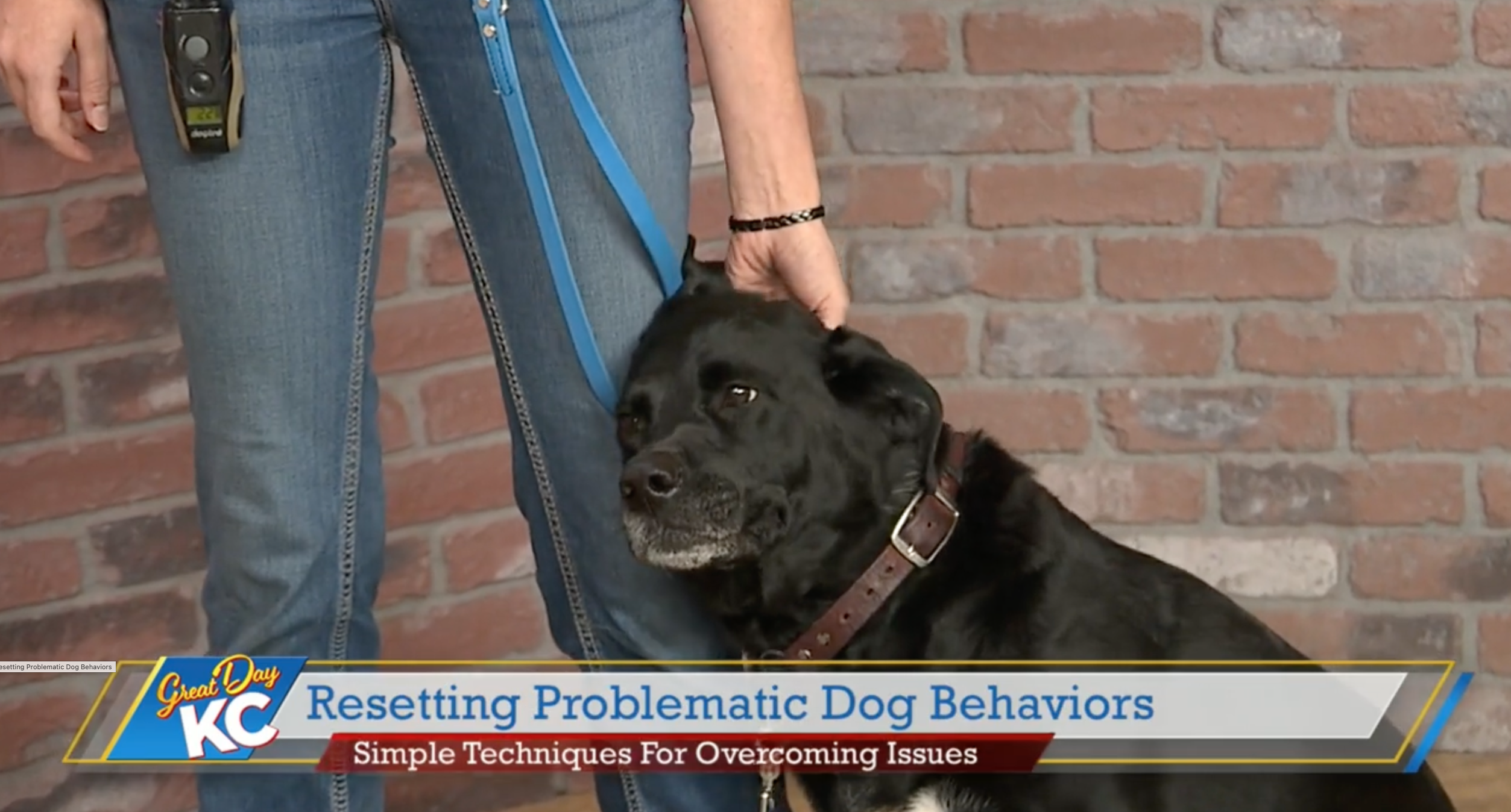 Dog Training at Dog Training Elite Kansas City 