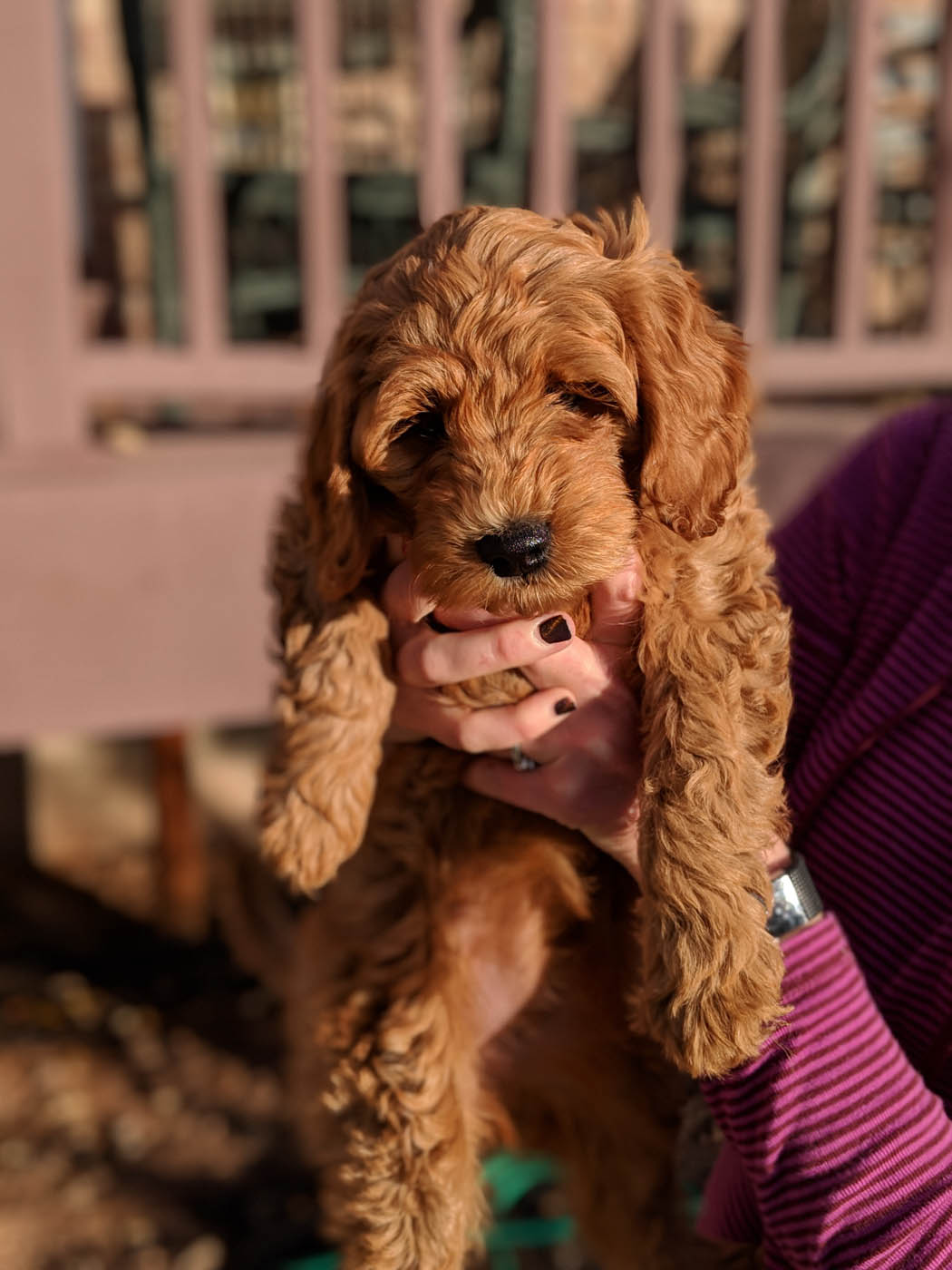 An adorable golden doodle puppy with Dog Training Elite Augusta.