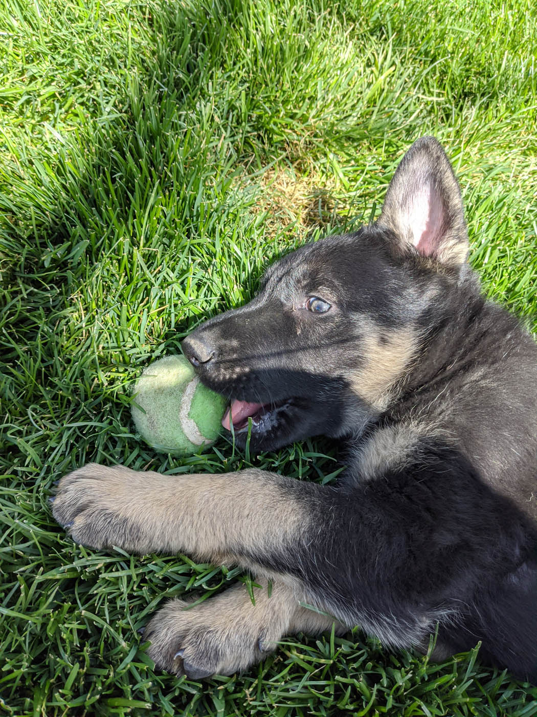 A Dog Training Elite in Cincinnati puppy training outside.