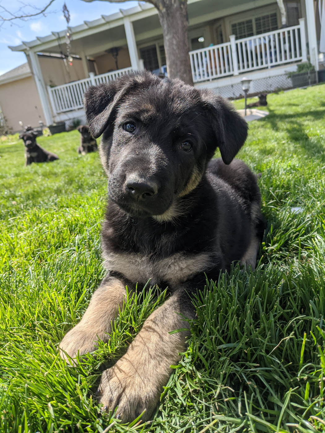 A little puppy sitting in grass, contact Dog Training Elite Greater New Hampshire today.