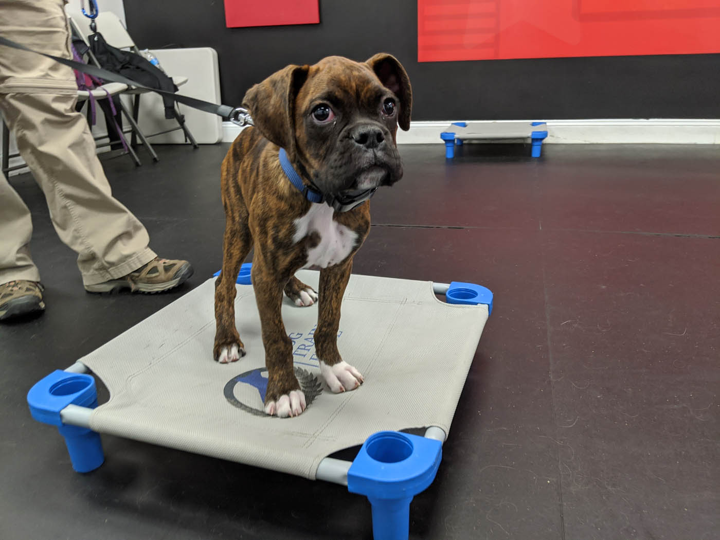 A puppy in training with Dog Training Elite professionals.