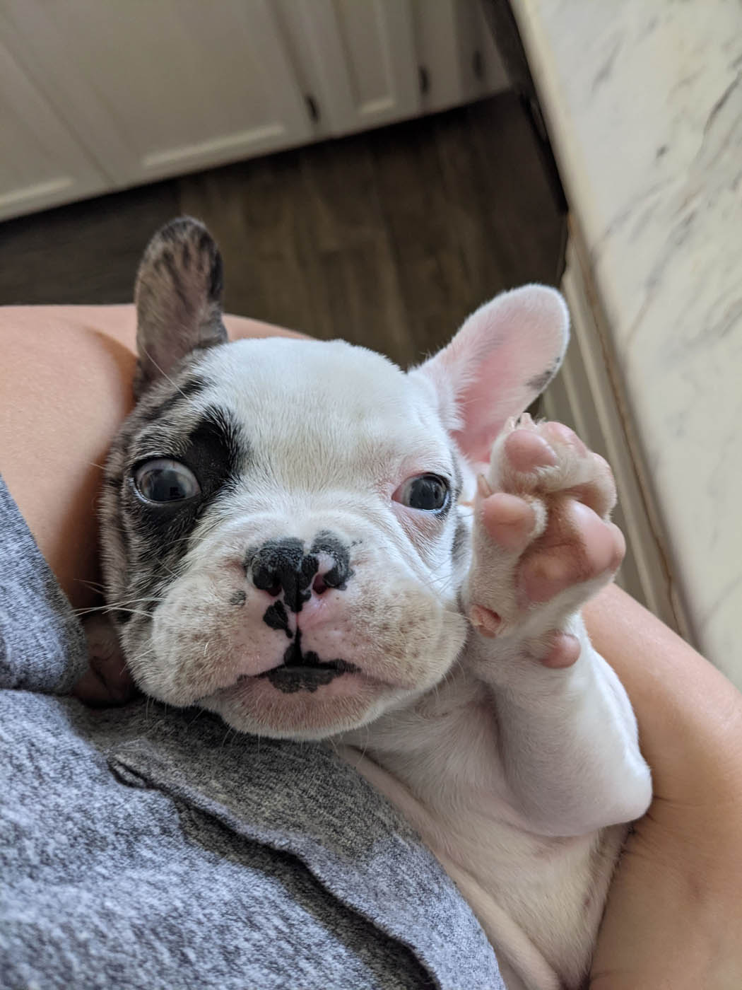 An adorable puppy being held by their owner - get professional puppy obedience training in Wilmington, NC with Dog Training Elite today.